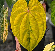Plantas Unicórnio