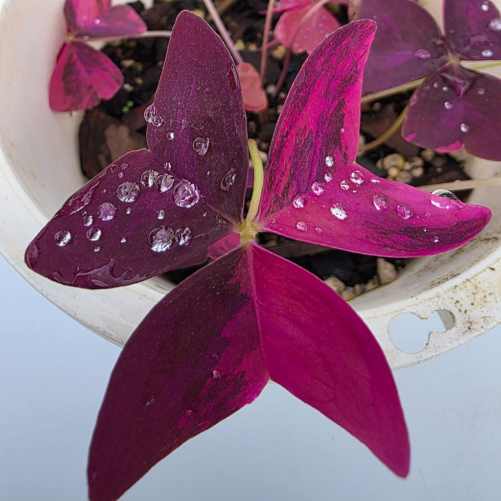 > Oxalis triangularis 'Variegata' com folhas variegadas em tons de rosa, verde e branco.