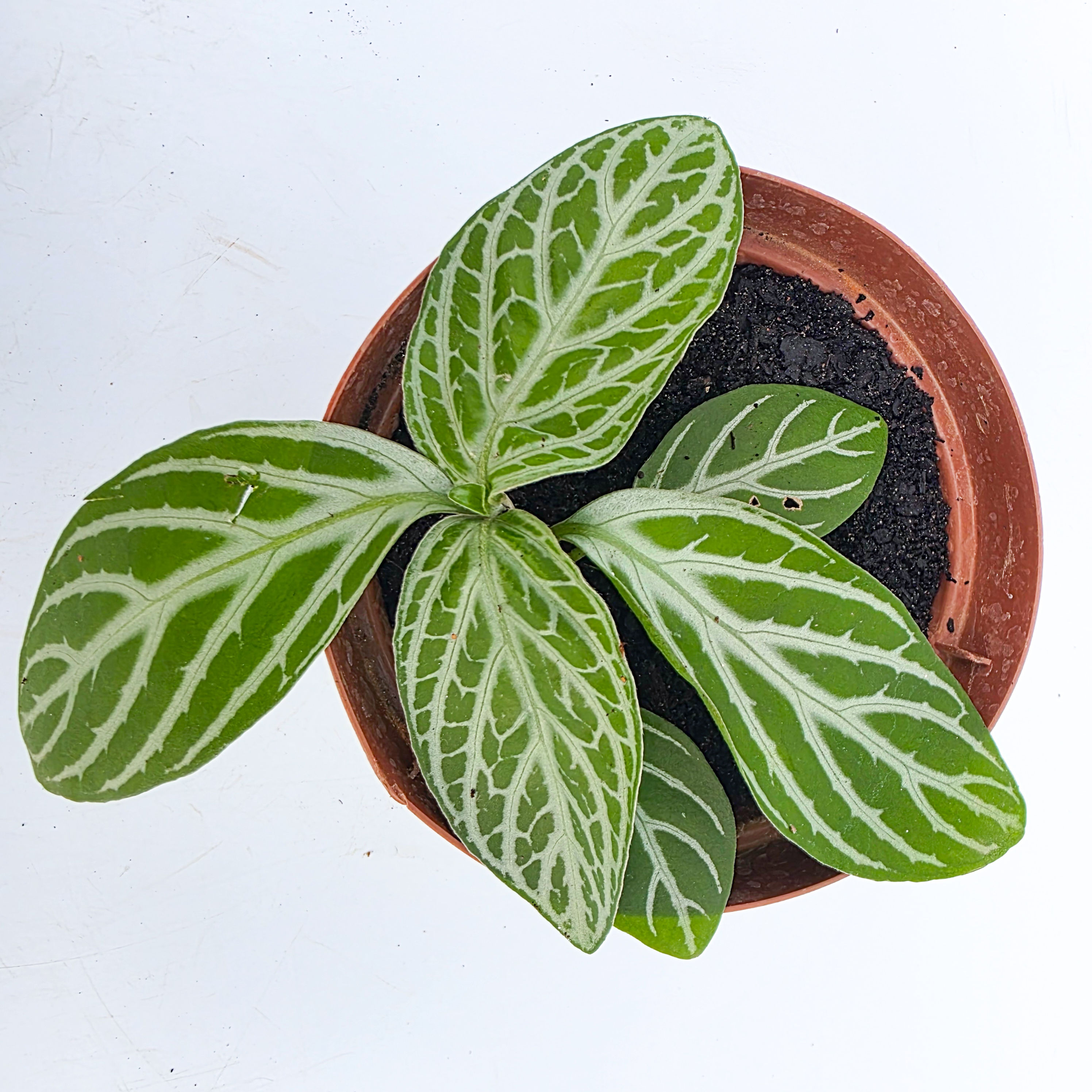 Prateadinha - Chamaeranthemum venosum