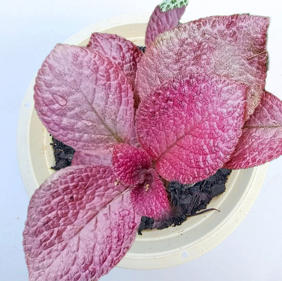 > Episcia 'Star Ruby' (Tapete-de-rainha) com folhas aveludadas e coloração vibrante.