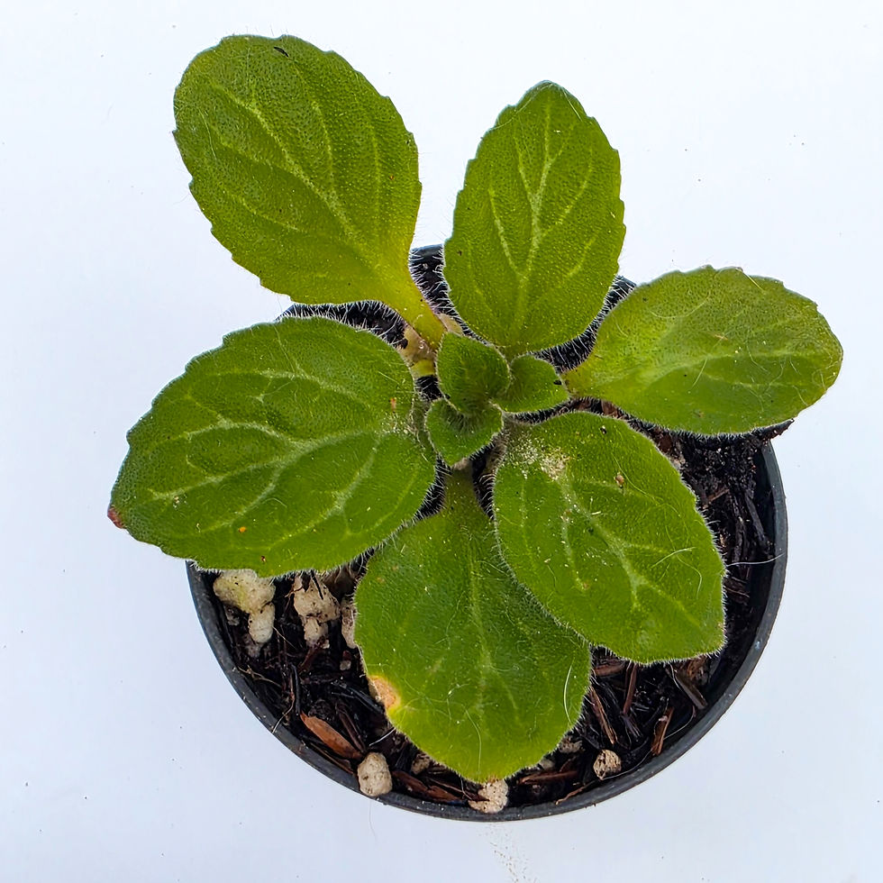 > Primulina sp. 'Giant' com folhas grandes, aveludadas e de aspecto ornamental.