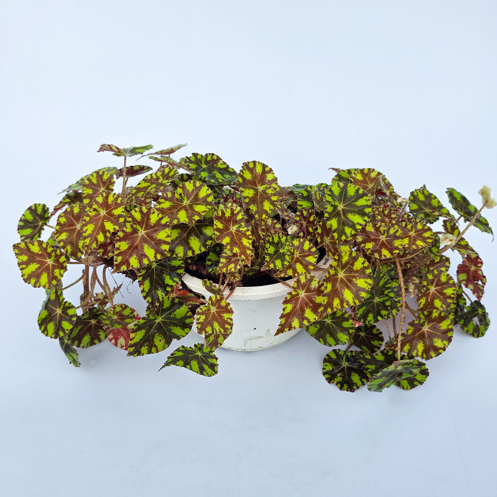 > Begonia bowerae 'Tiger Paws' (Begônia Pata de Tigre) com folhas texturizadas e padrão rajado característico.