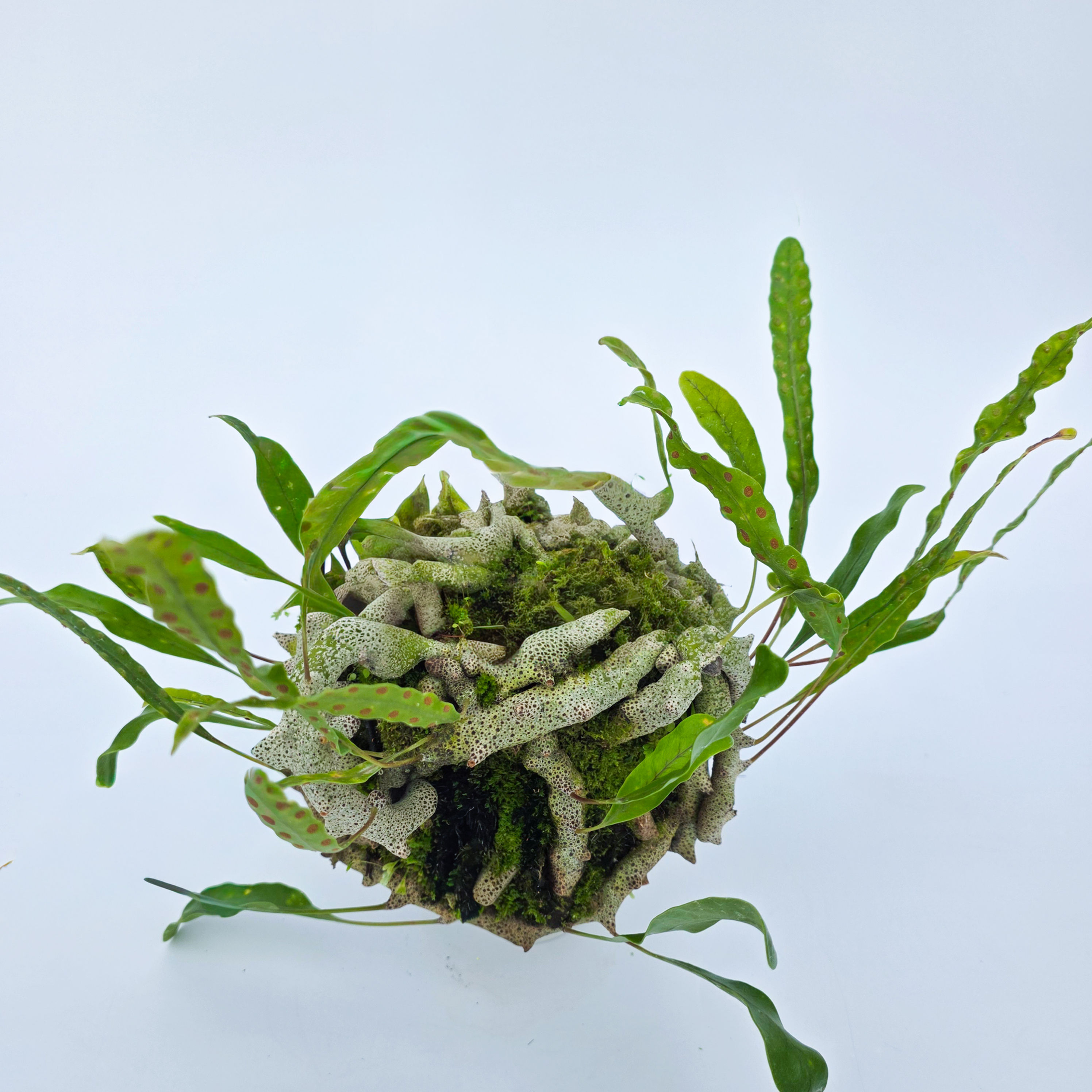 Samambaia-formiga sinuosa - Lecanopteris sinuosa