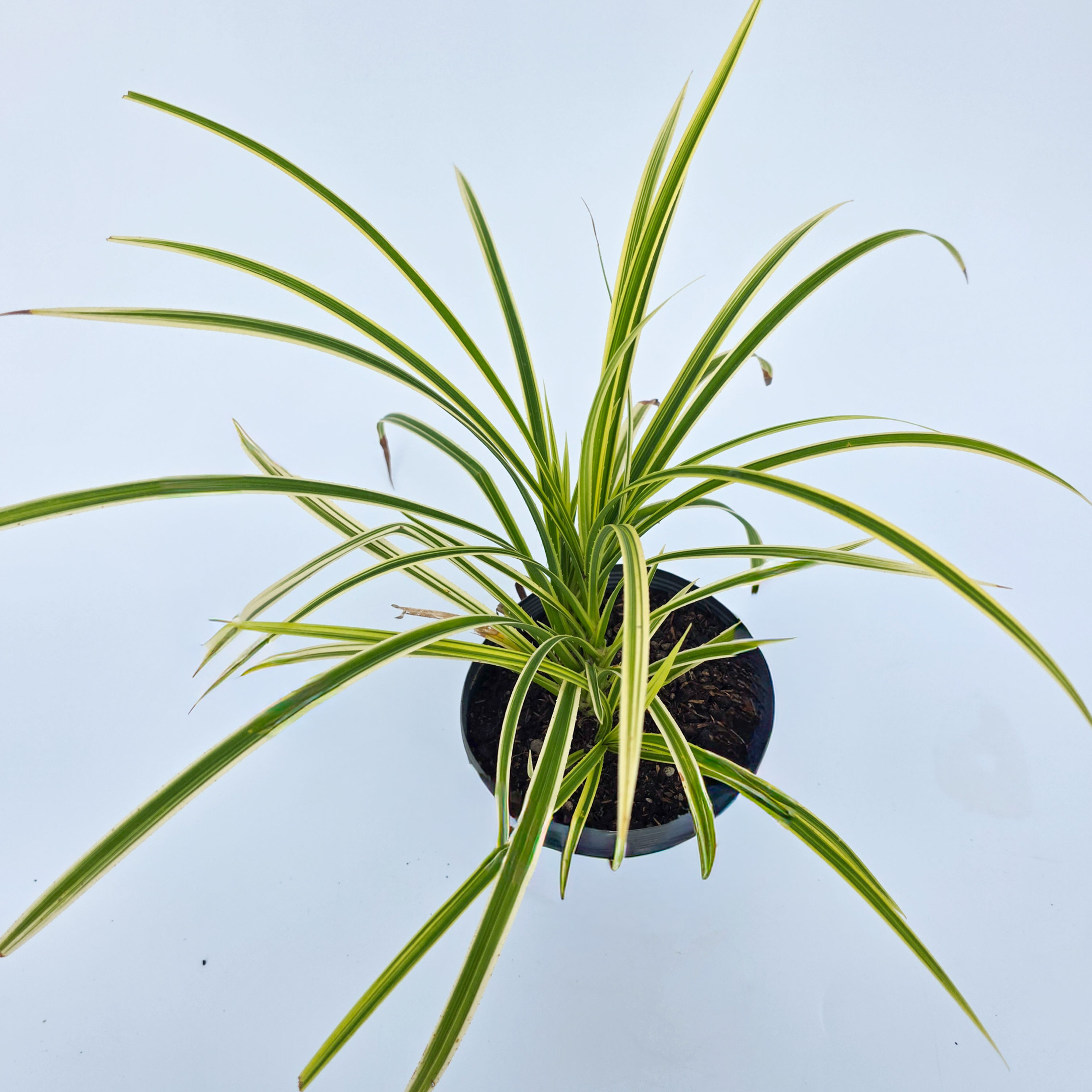 Pandanus Mini Variegata - Pandanus pygmaeus 'Variegata'
