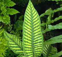 Plantas Unicórnio