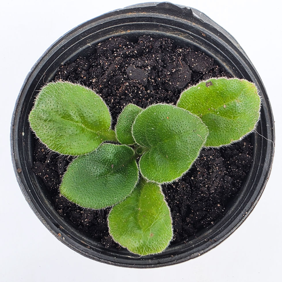 > Primulina sp. 'Drácula' com folhas ornamentais de textura aveludada e coloração marcante.