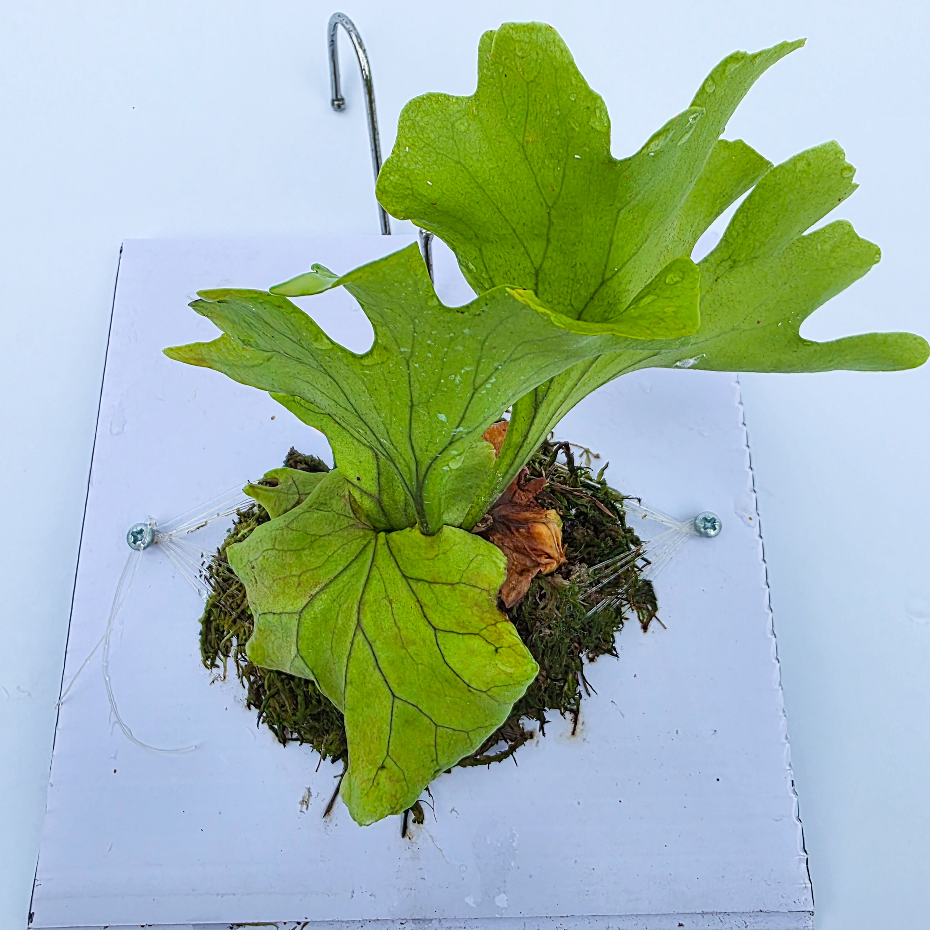 Platycerium ridleyi 'Monkey King' = 'Wide Leaf Form'