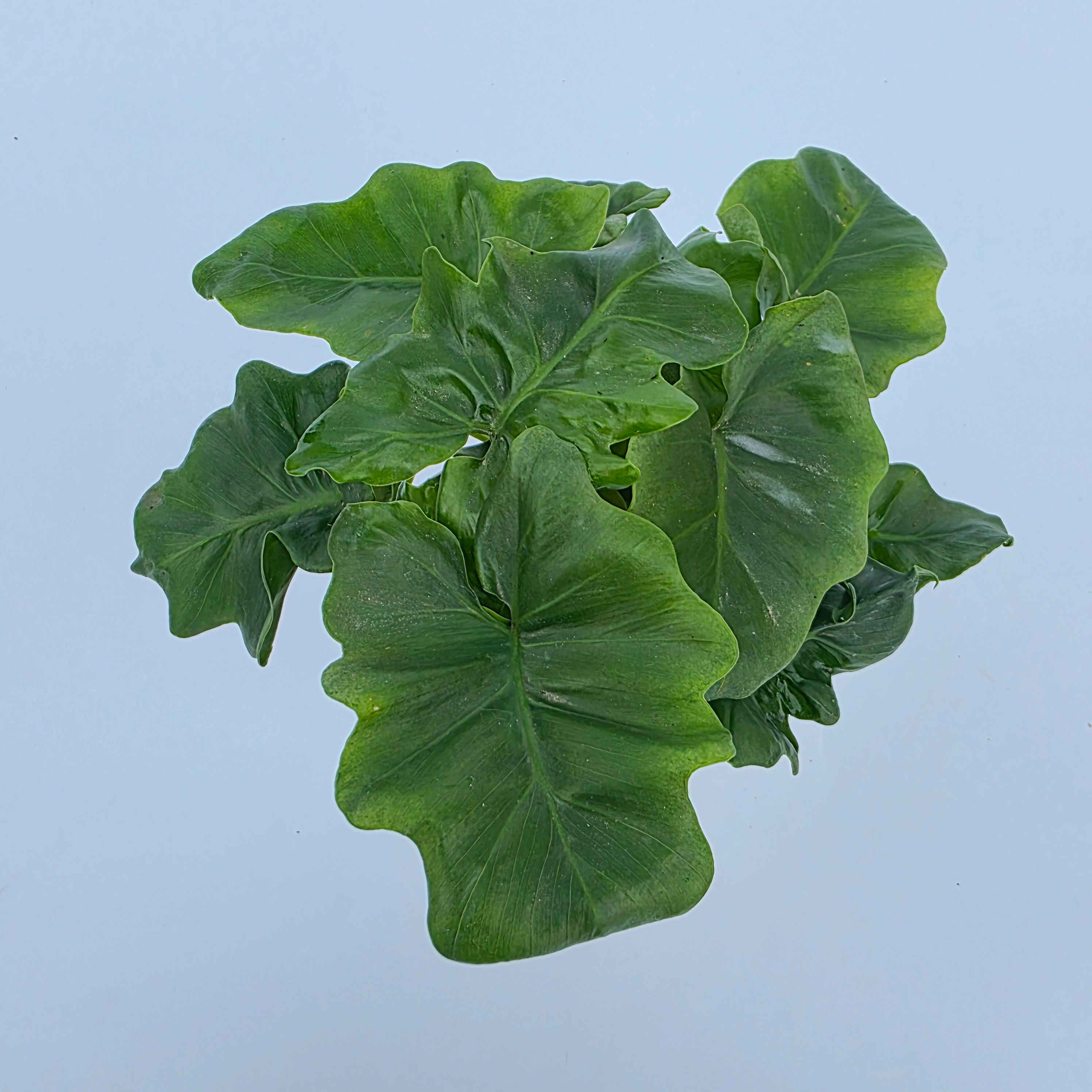 Thaumatophyllum 'Super Atom'