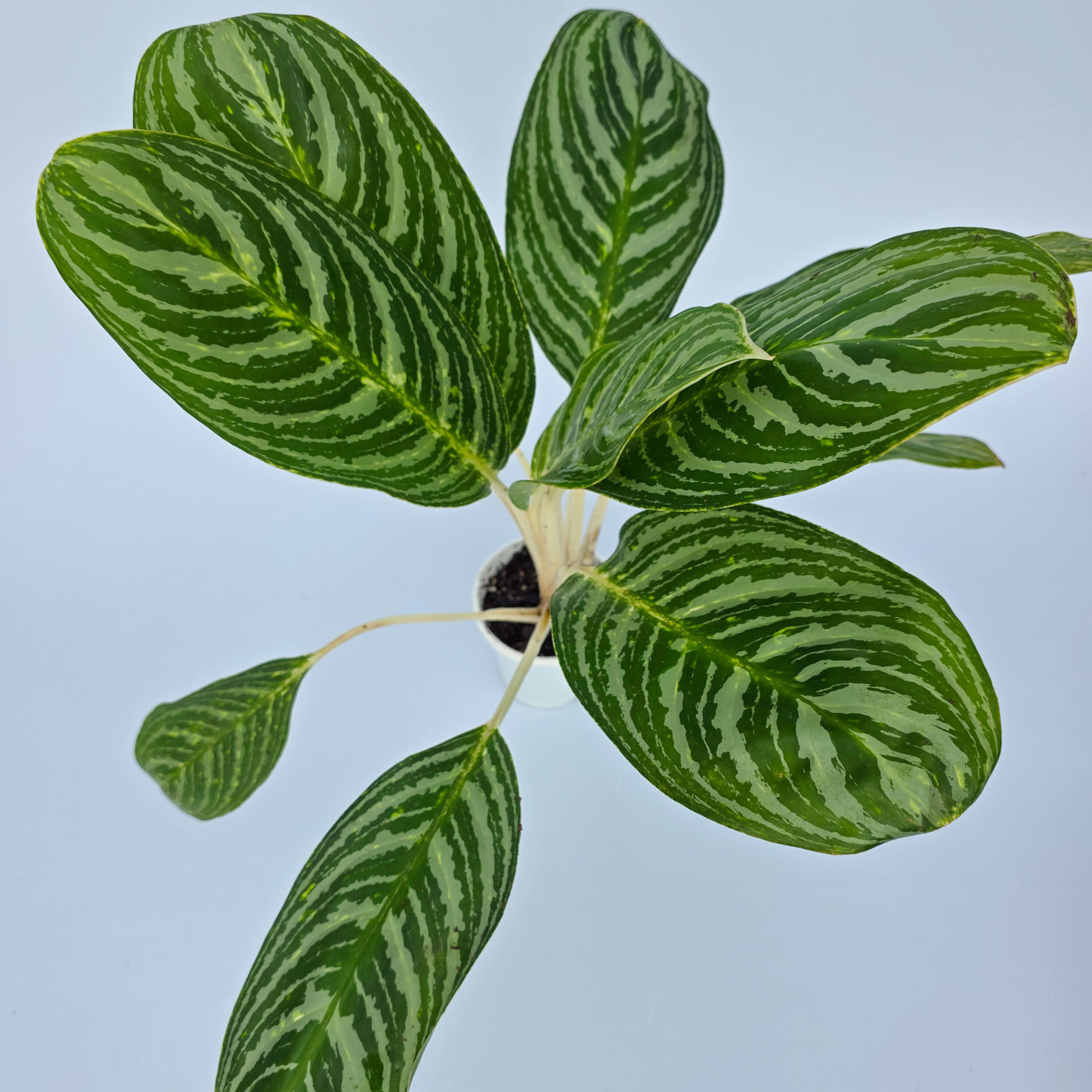 Aglaonema 'Brillant'