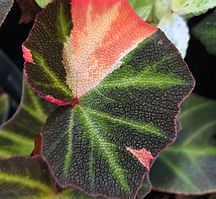 Plantas Unicórnio