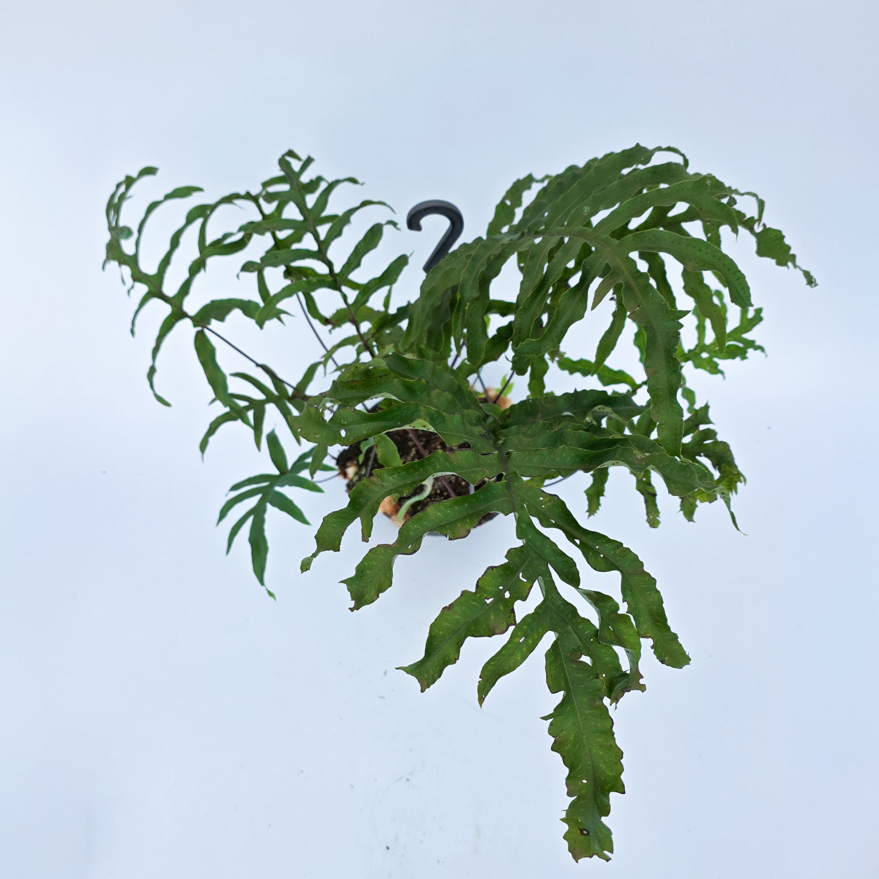 Samambaia Esqueleto - Phlebodium sp. "Esqueleto"