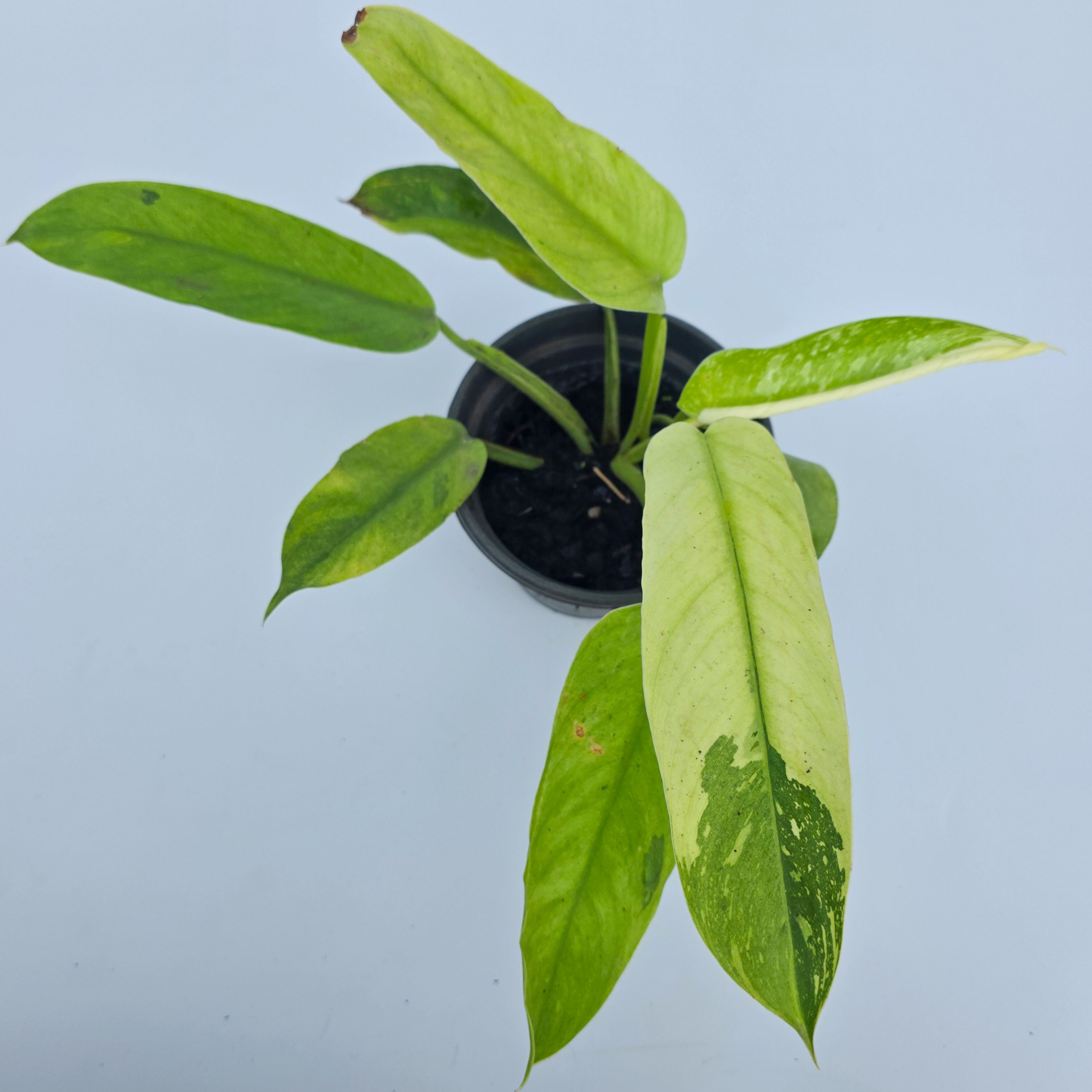 Philodendron 'Jose Buono Variegata'