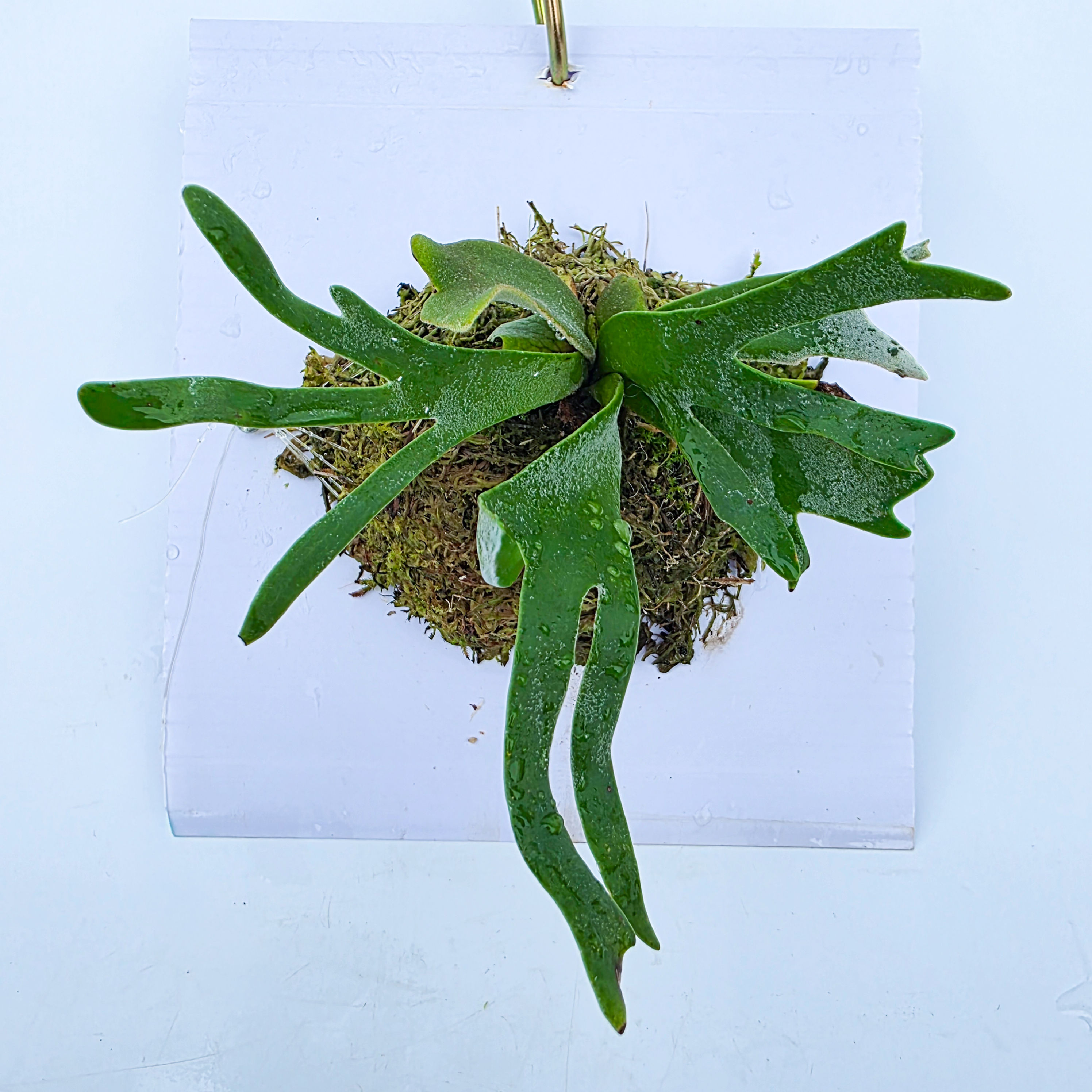 Platycerium 'Bacteria' - Platycerium willinckii 'Bacteria'