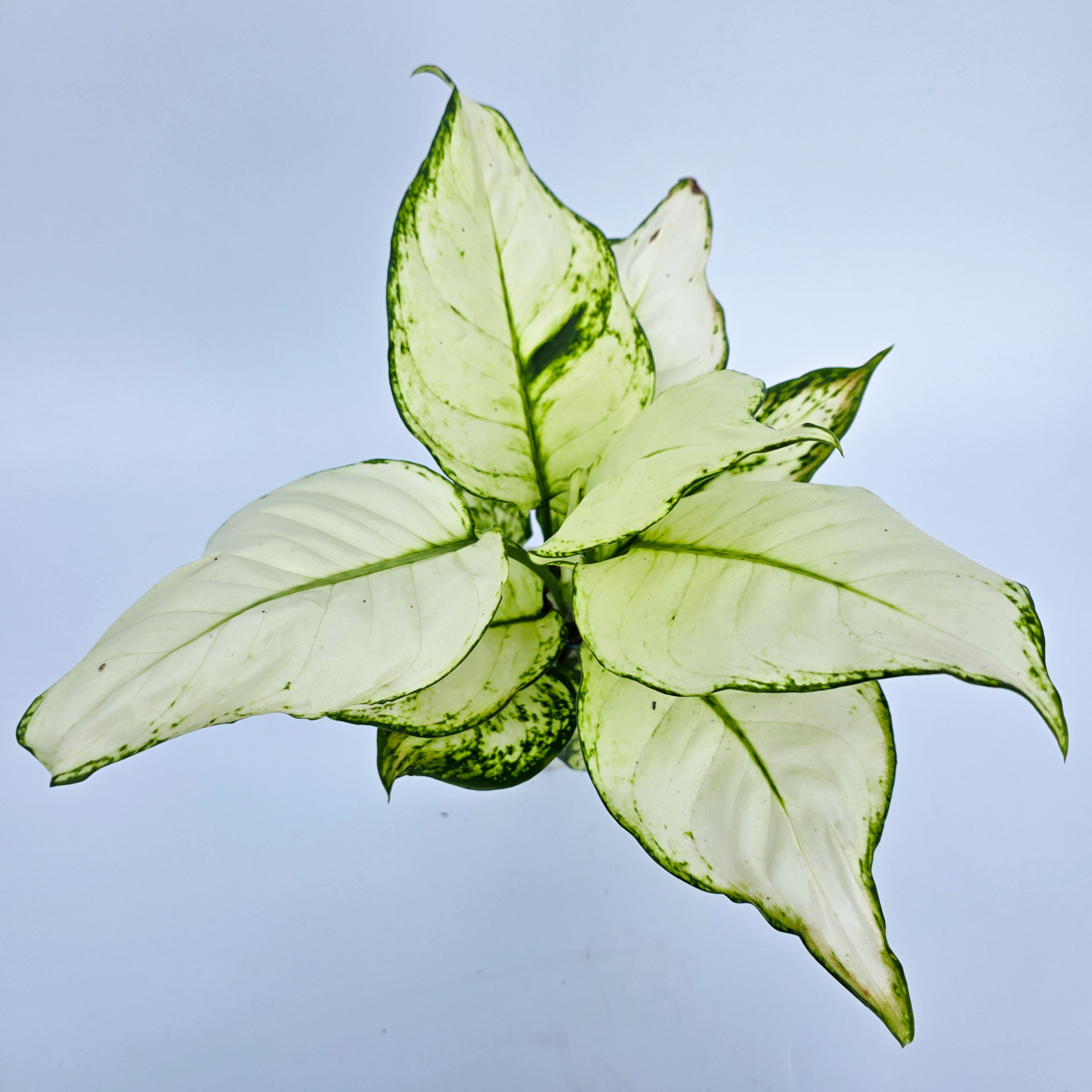 > Aglaonema 'White Joy' com folhas variegadas em tons de verde e branco, de aspecto ornamental.