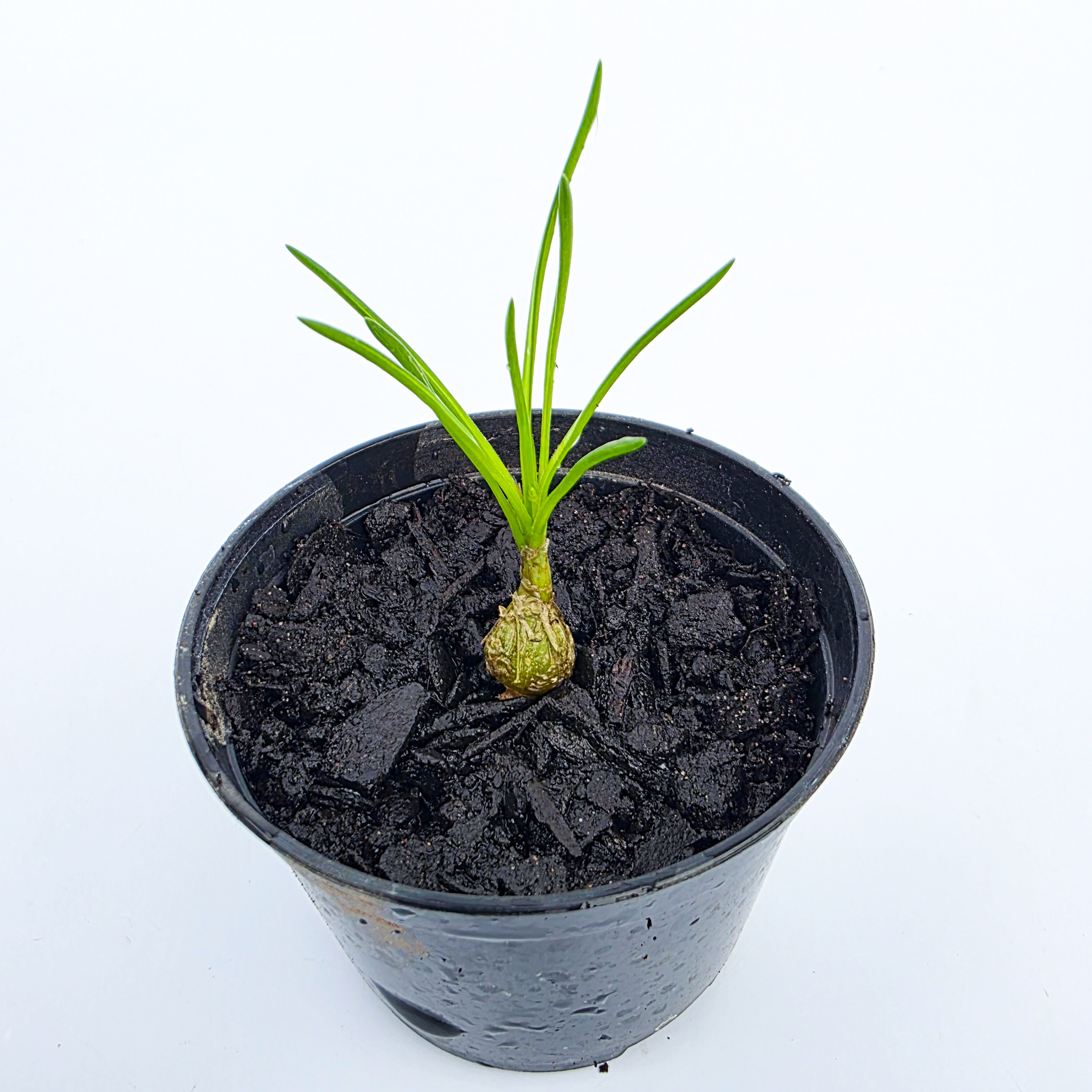 Ornithogalum lithopsoides