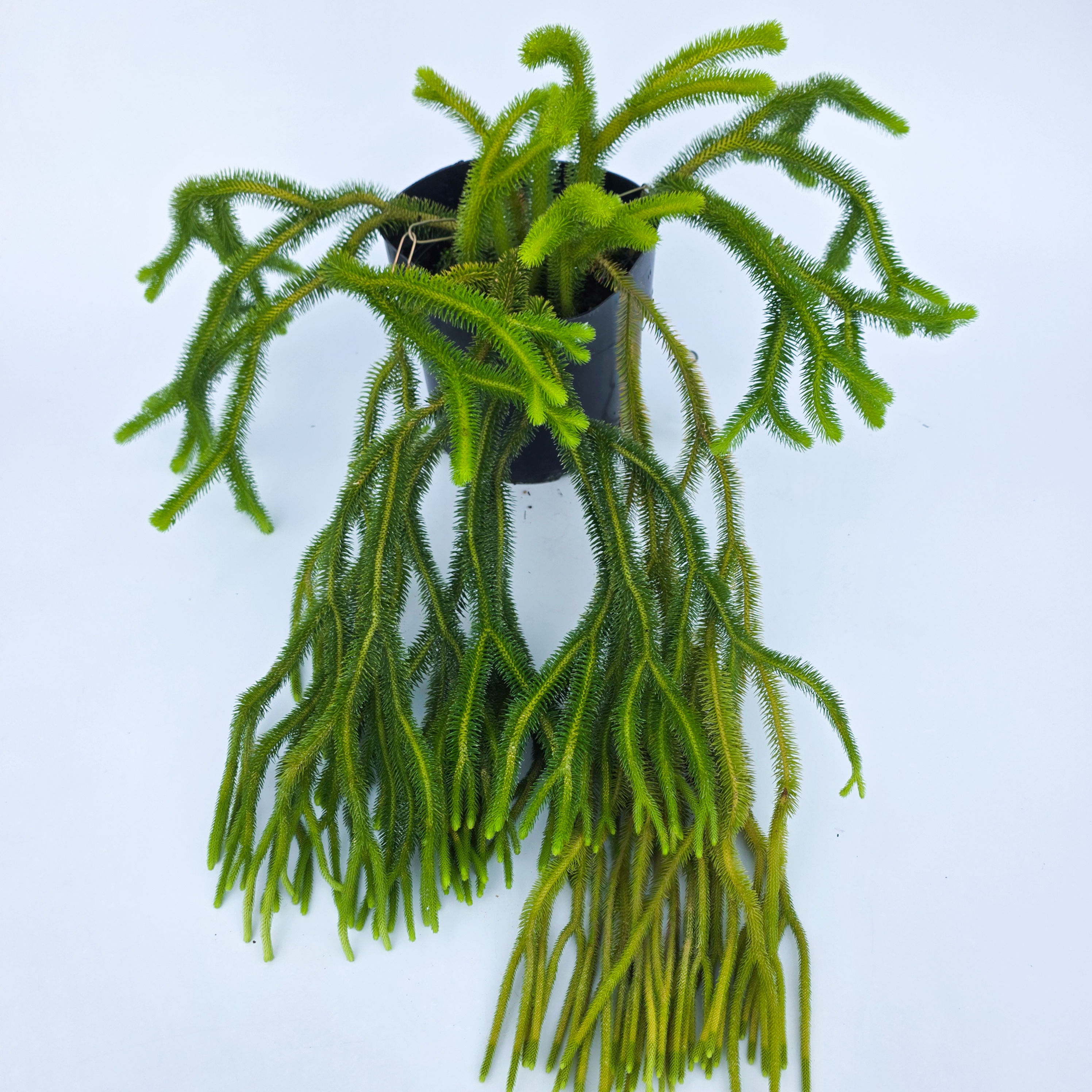 > Huperzia squarrosa com ramos pendentes e folhagem verde densa de aparência ornamental.
