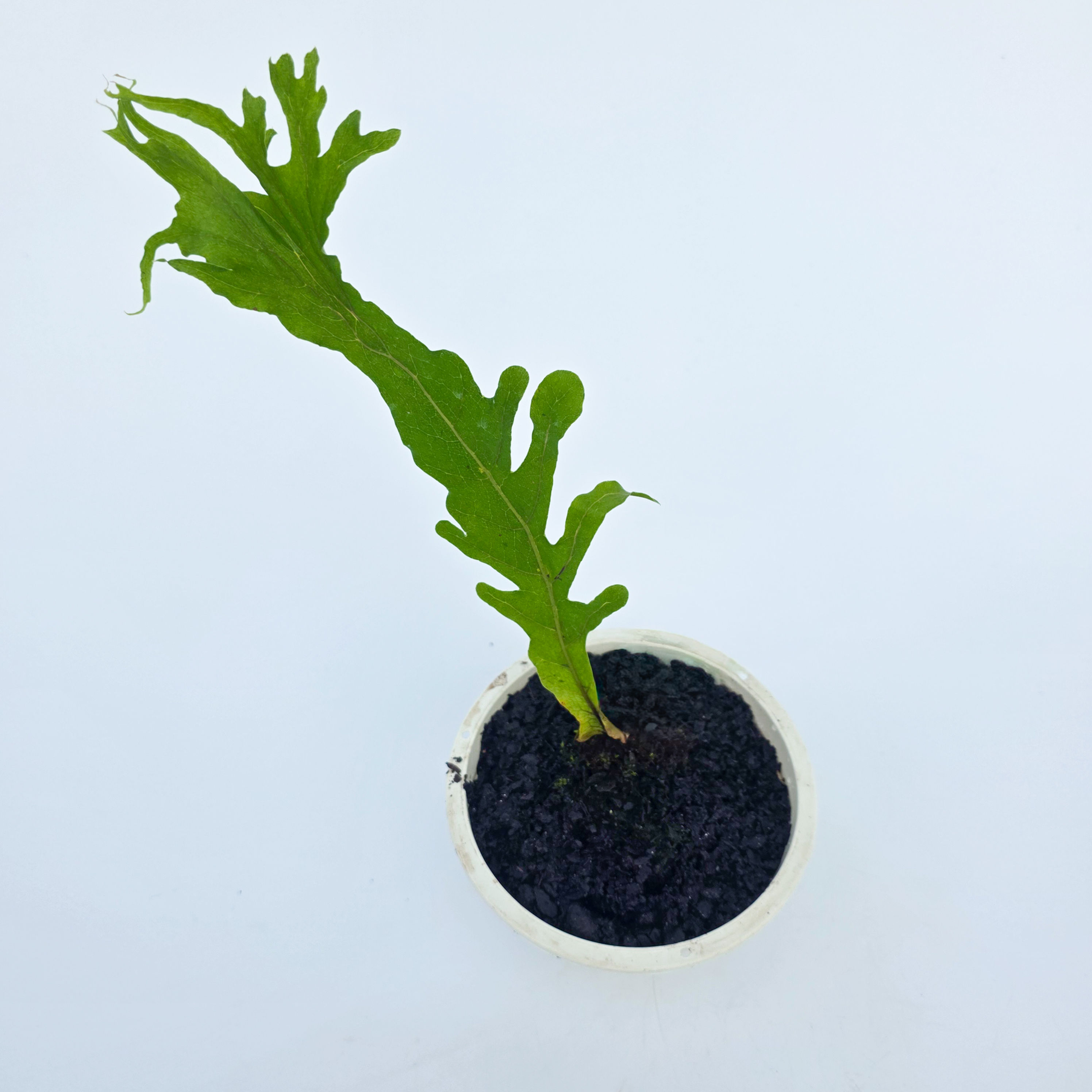Drynaria "Crown" - Drynaria sp. 'Cristata Phillipines'