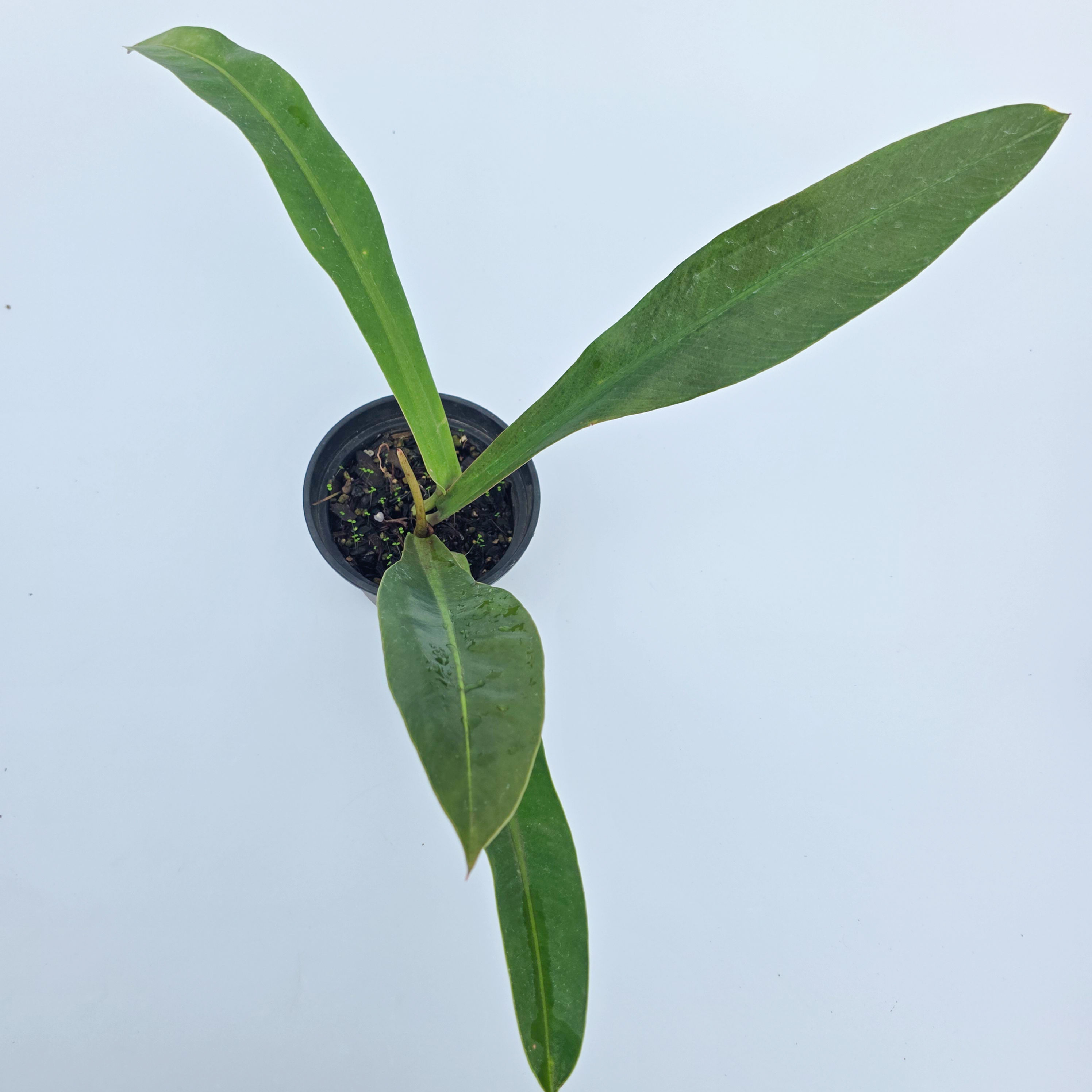 Philodendron crassinervium
