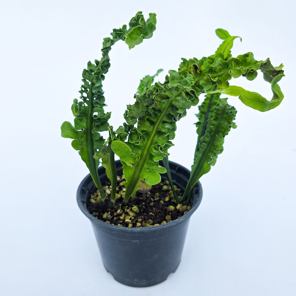 > Microsorum punctatum 'Undulatus' (Samambaia Ondulada) com folhas verdes onduladas e textura ornamental.