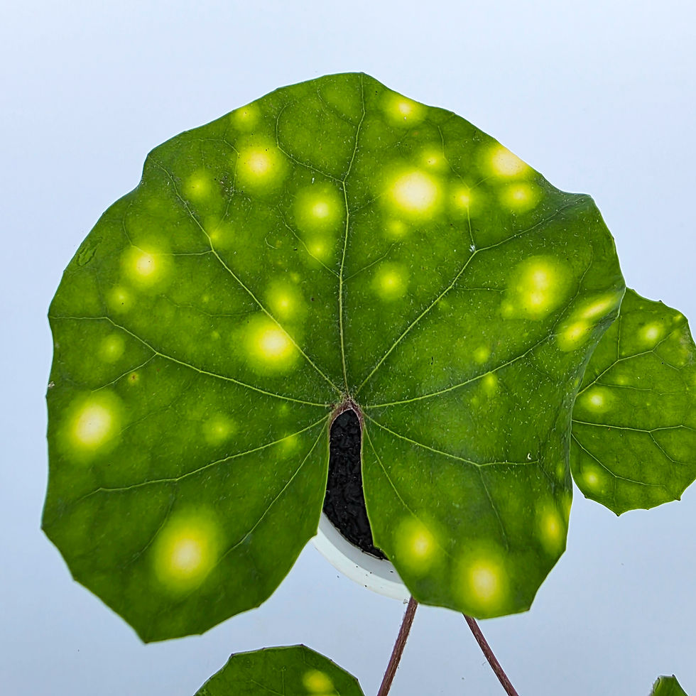 > Farfugium japonicum 'Aureomaculatum' (Planta Leopardo) com folhas verdes brilhantes salpicadas de manchas amarelas.