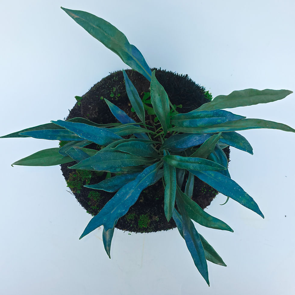 > Microsorum thailandicum (Samambaia Azul Petróleo) com folhas azuladas de brilho metálico e textura ornamental.