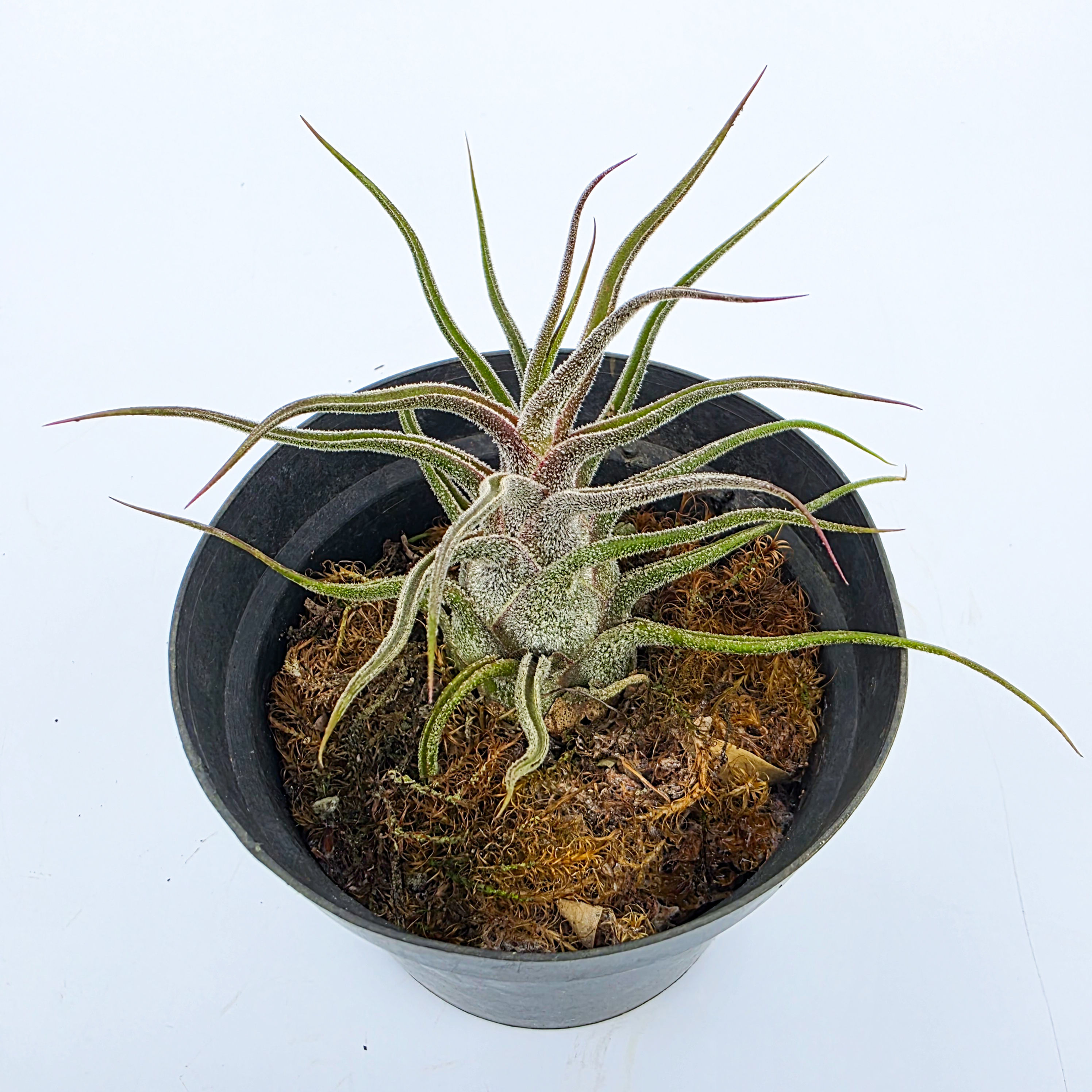 Tillandsia pruinosa