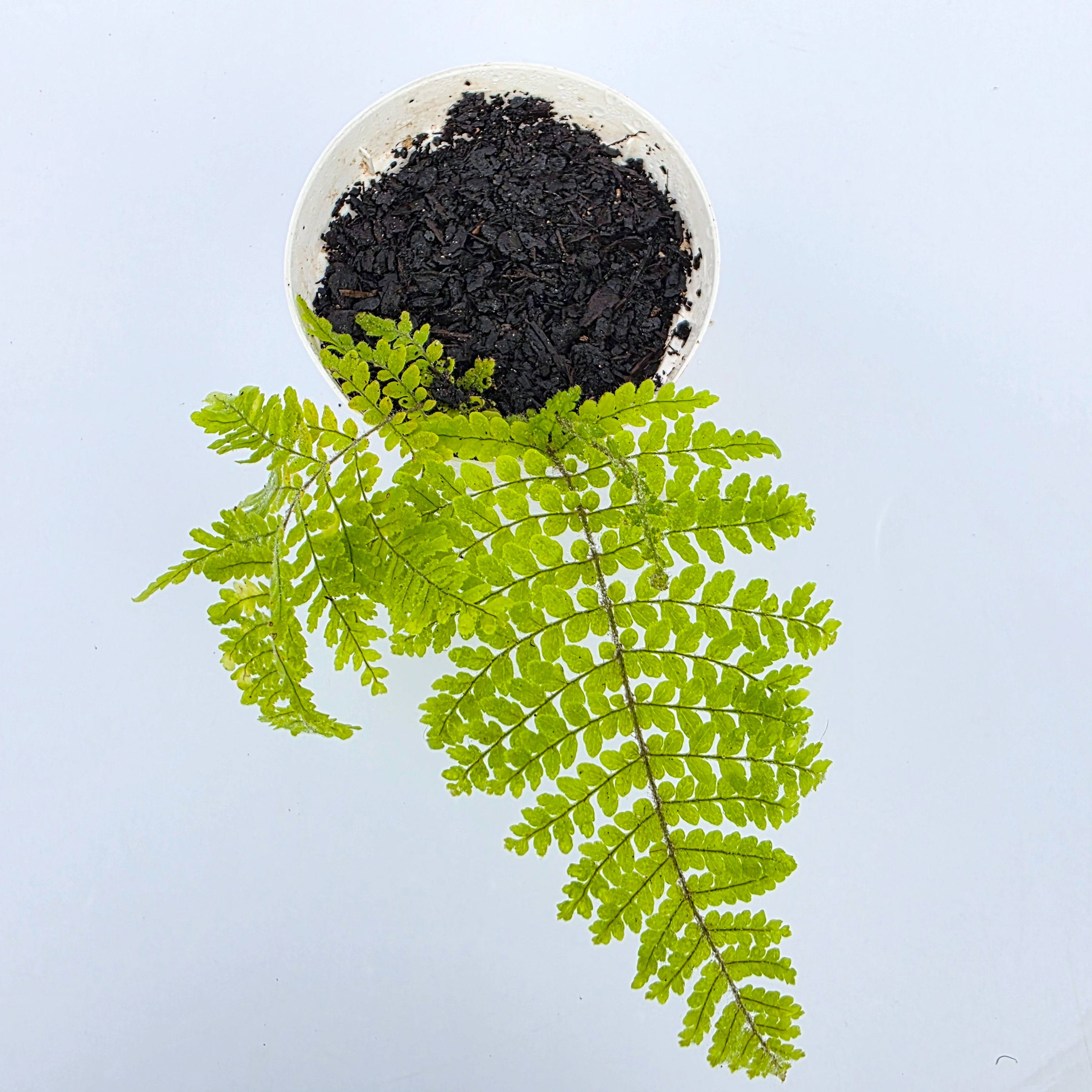 Samambaia Chuva de Prata da vovó - Nephrolepis exaltata 'Verona Lace' cultivar