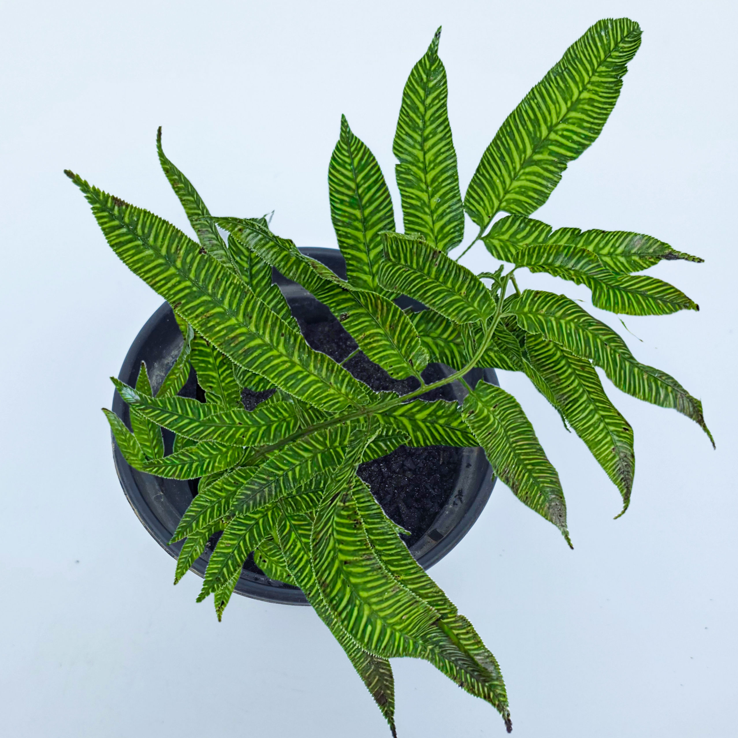 > Coniogramme emeiensis 'Golden Zebra' (Samambaia Bambu) com folhas listradas em tons de verde e dourado.