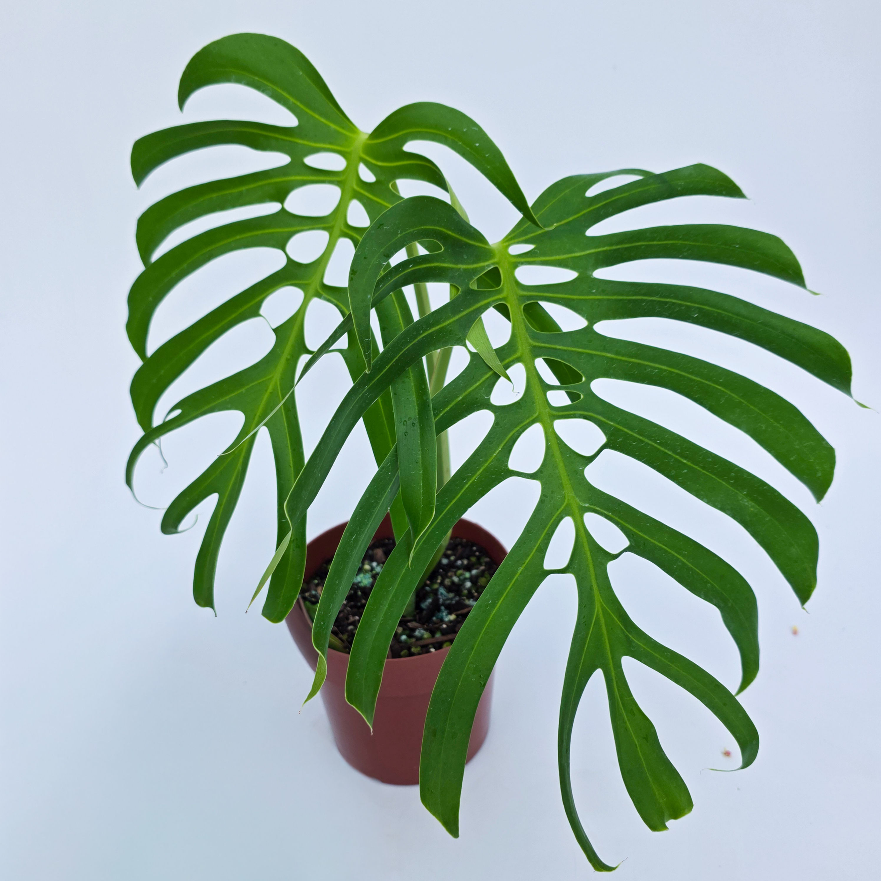Monstera deliciosa var. sierrana 'Mexican Form'