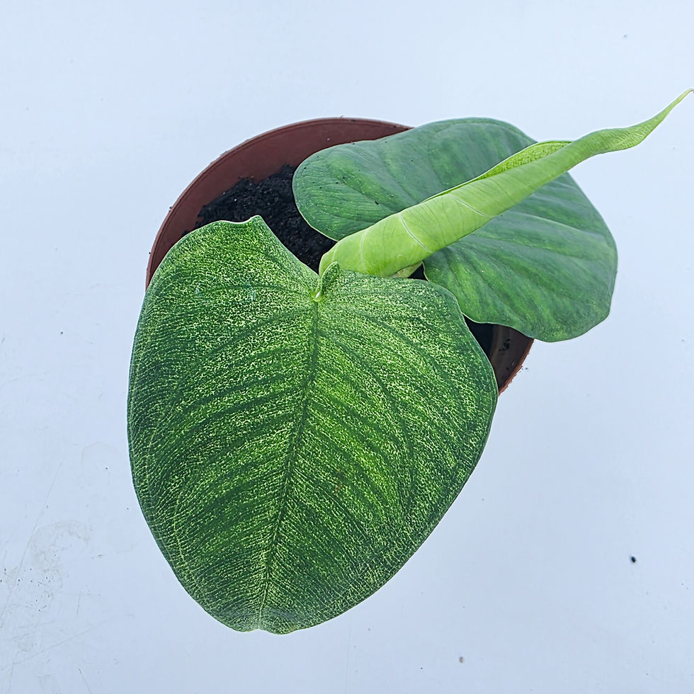 > Syngonium chiapense 'Frosted Heart' com folhas em formato de coração e coloração verde fosca ornamental.