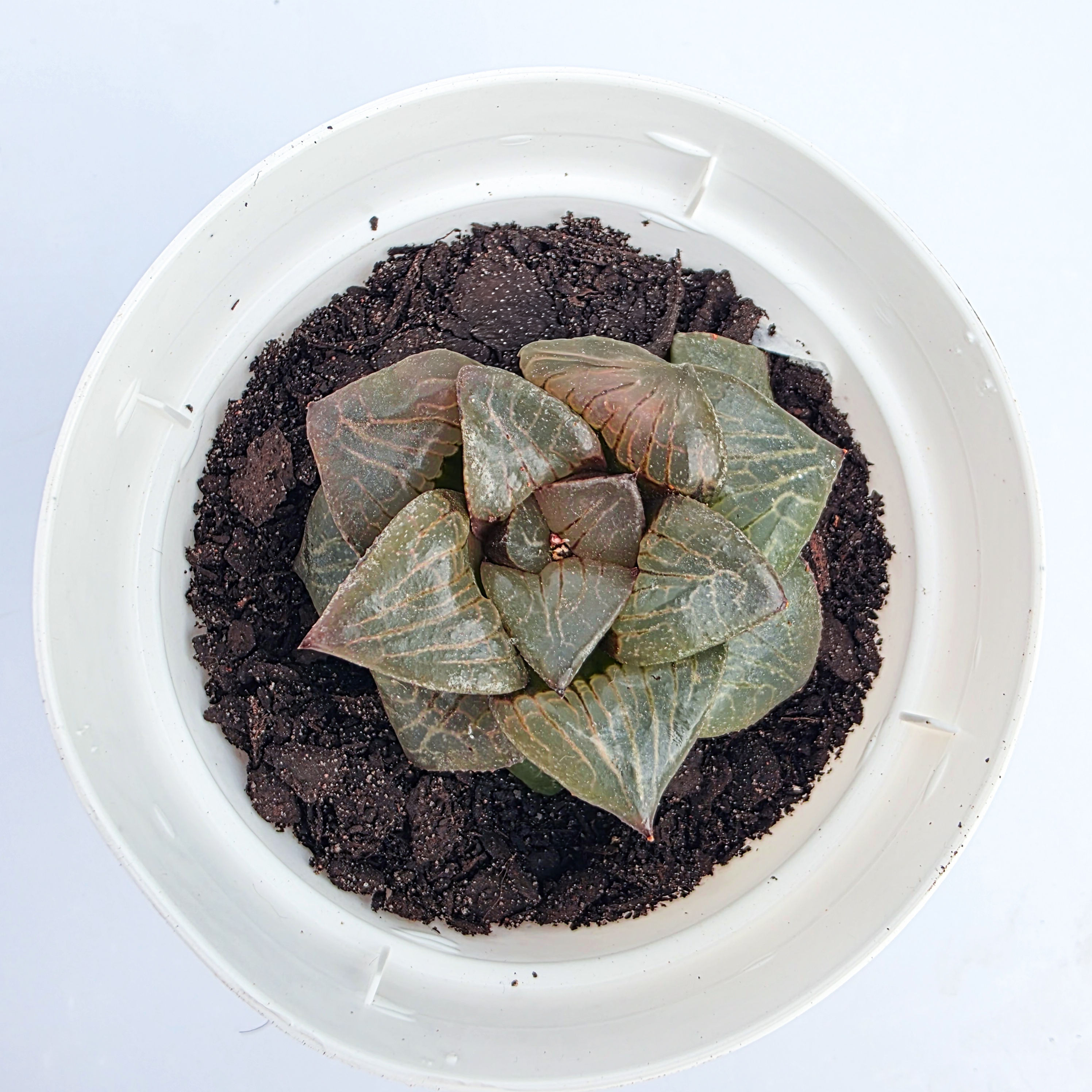 Haworthia 'Hybrid Thai 02'