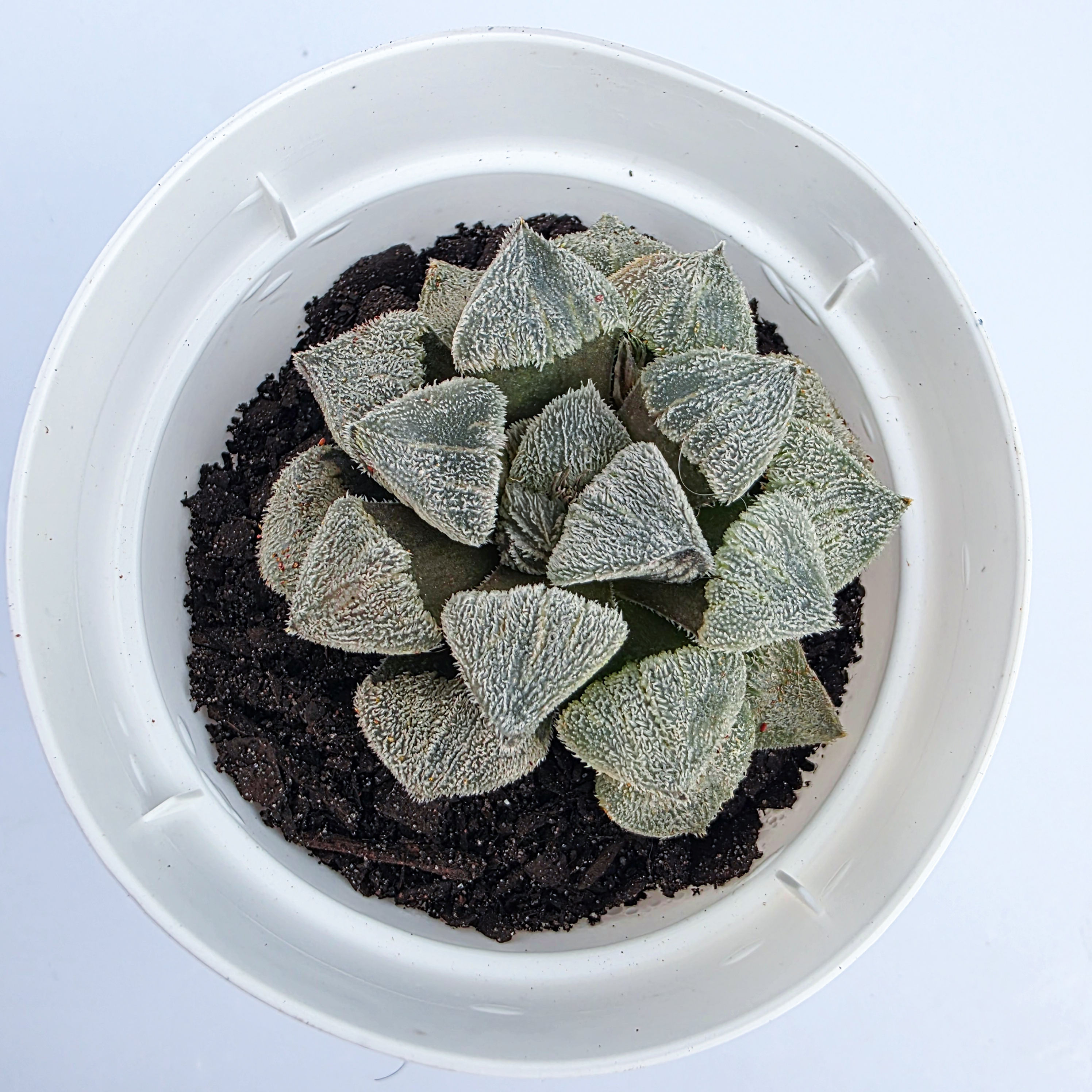 Haworthia pygmaea var. pygmaea