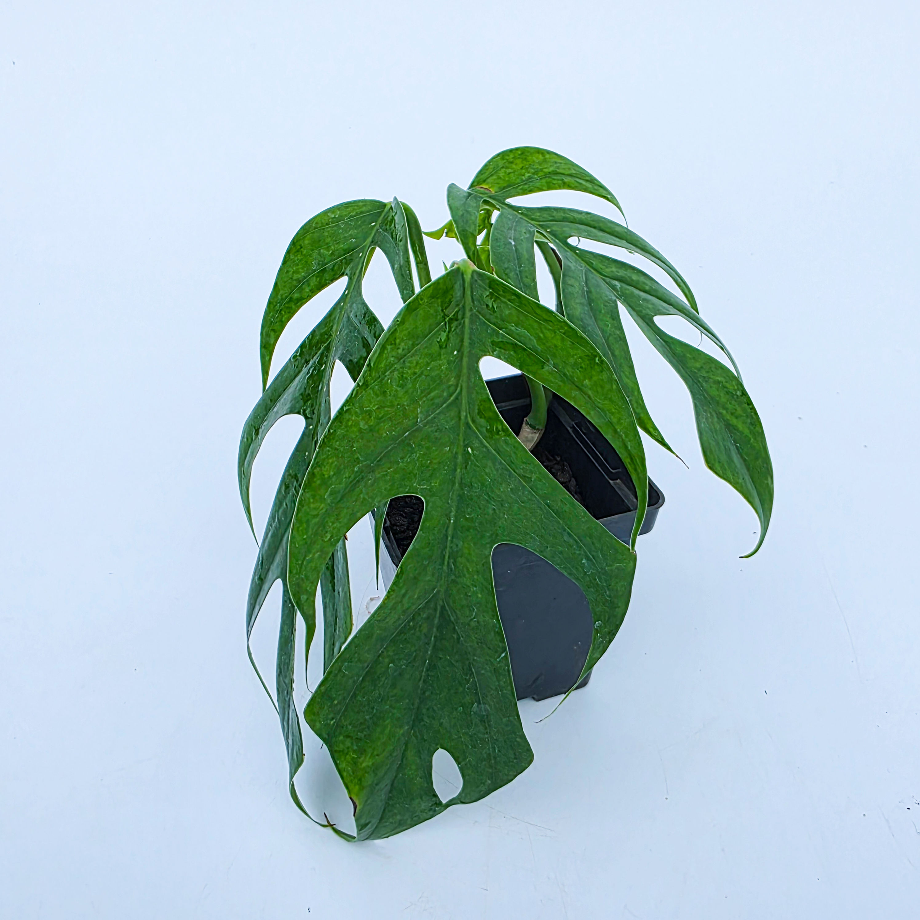 Epipremnum pinnatum 'Cebu Blue'
