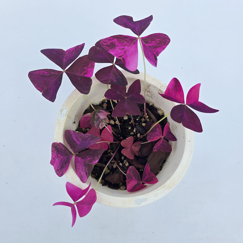> Oxalis triangularis 'Variegata' com folhas variegadas em tons de rosa, verde e branco.
