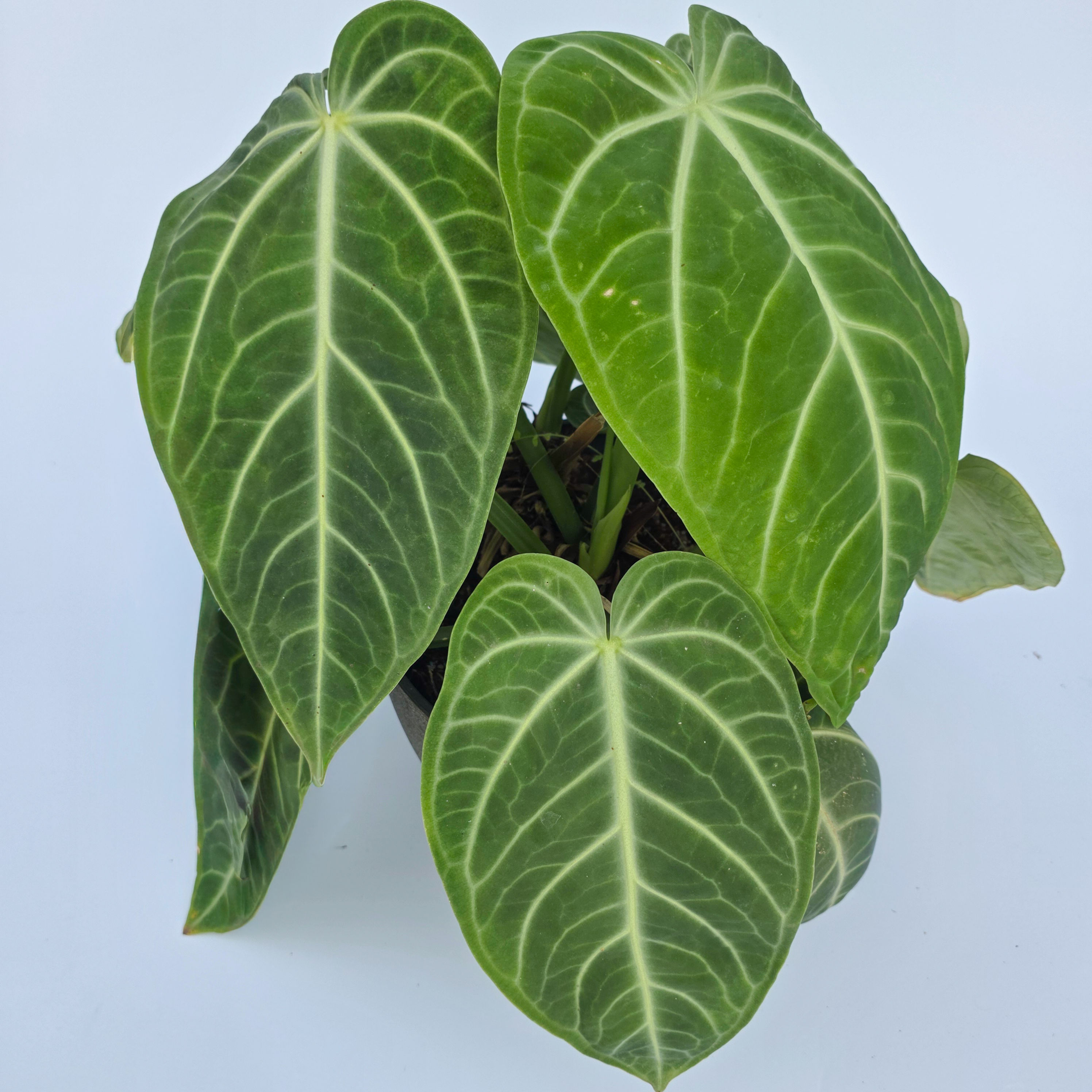Anthurium villenaorum