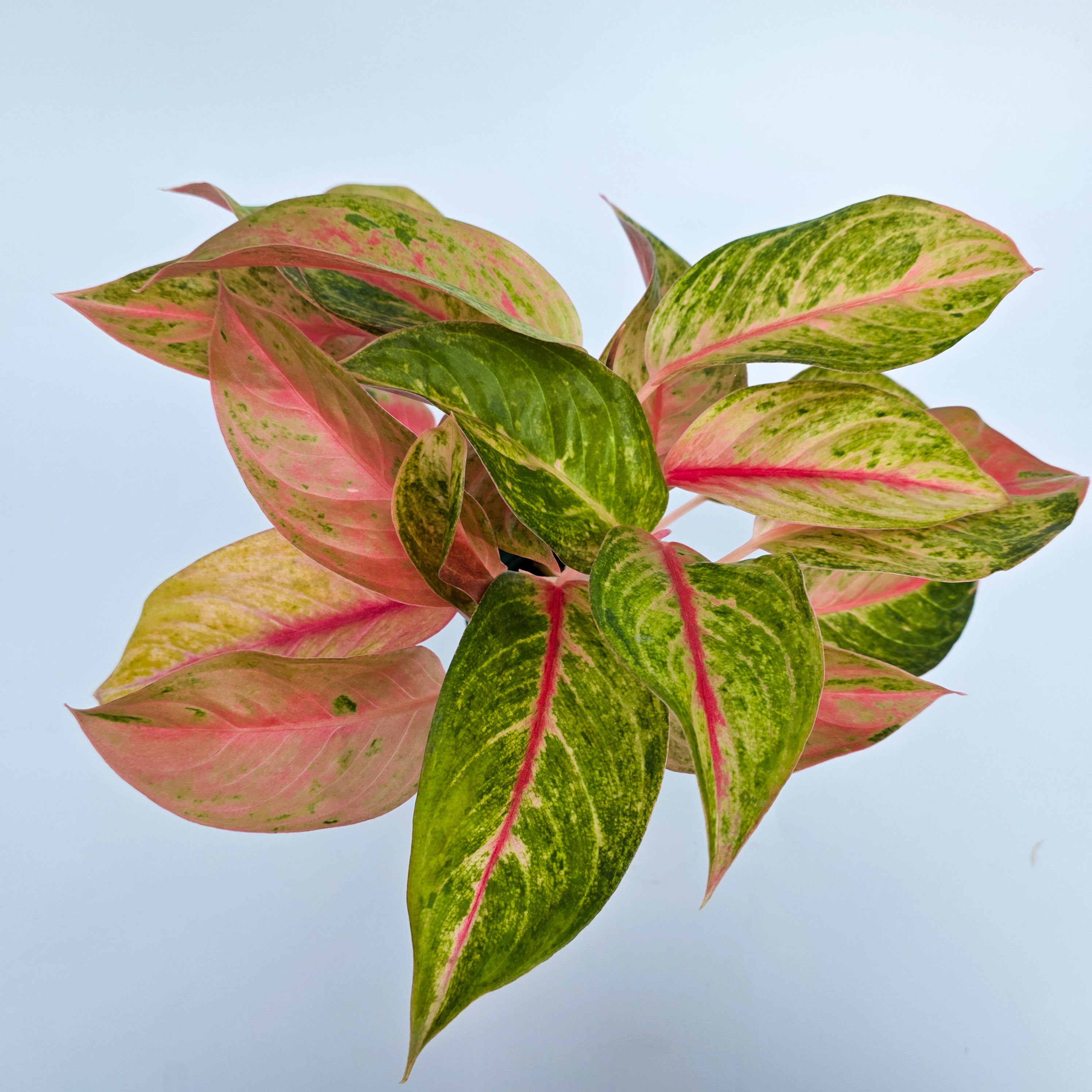 Aglaonema 'Diamond Star'