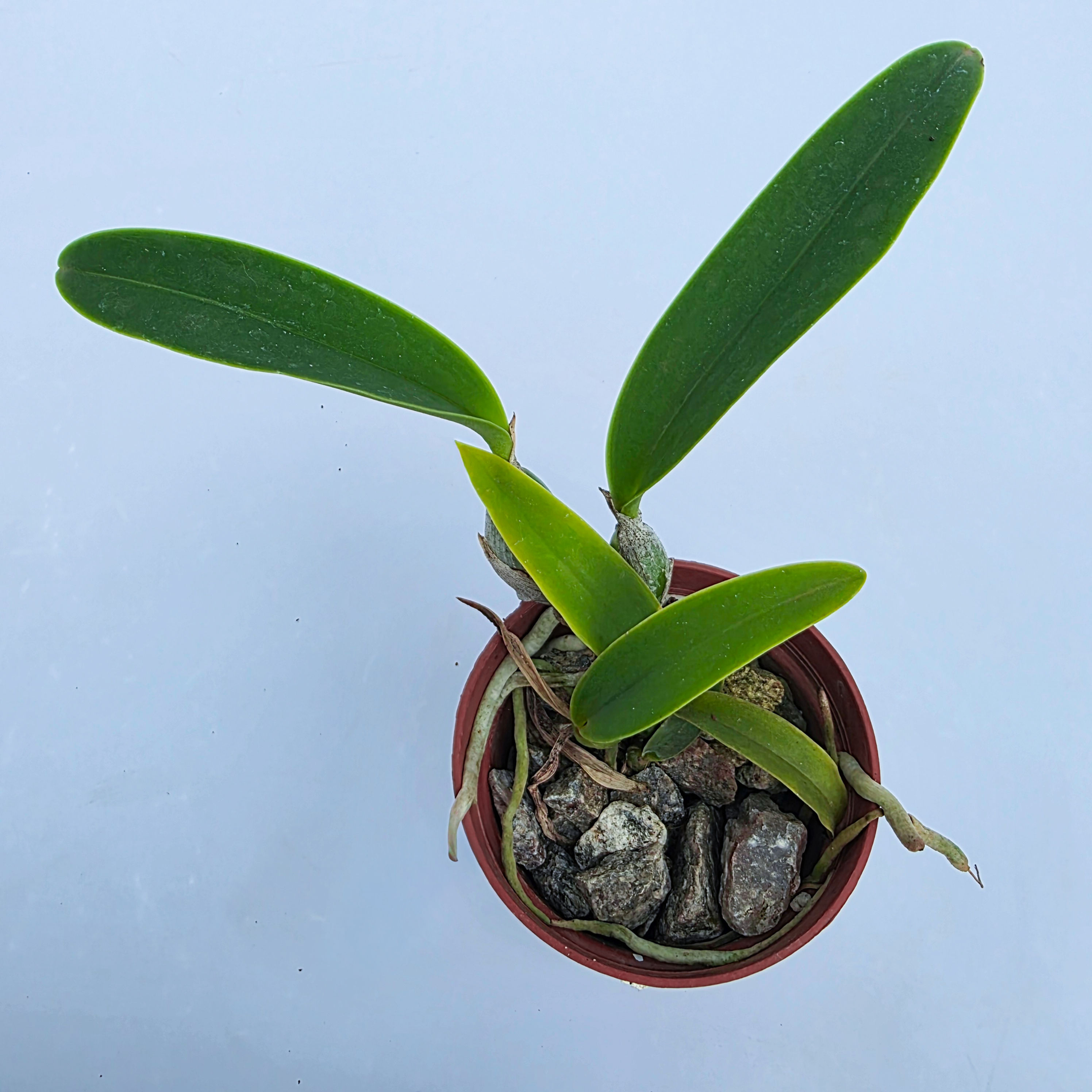 Cattleya walkeriana 'caerulea Julia cv SN x Carlos'