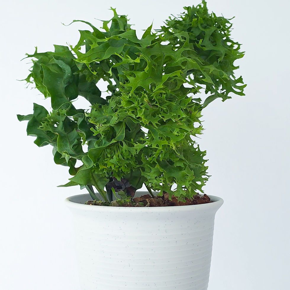 > Samambaia Tornado Especial (Microsorum punctatum 'Twisted Dwarf Special') com folhas retorcidas e ornamentais.