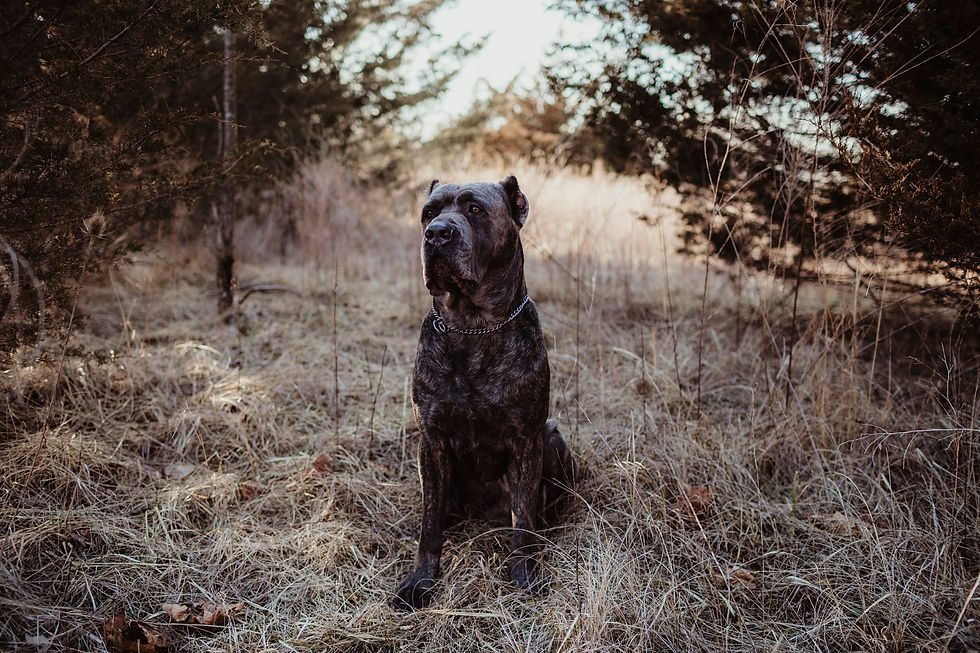 Close-up view of a personal protection dog in training