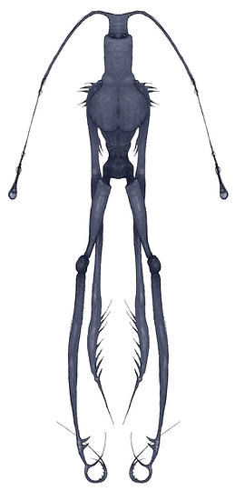 Cricket Colour.png