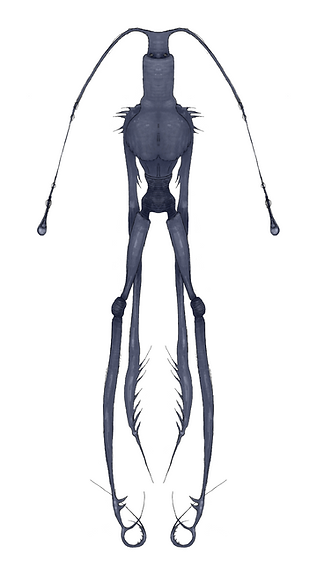 Cricket Colour.png