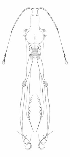 cricket lines_edited.jpg