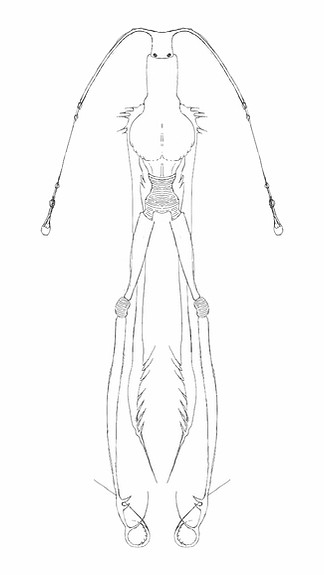 cricket lines_edited.jpg