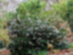 February Camellias