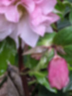 March | Hellebores