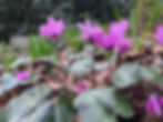 February | Cyclamen
