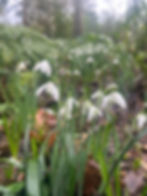February | Snowdrops