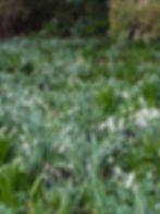 February | Snowdrops