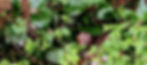 Duck in the greenery - PDS.jpg