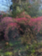 March | Azaleas